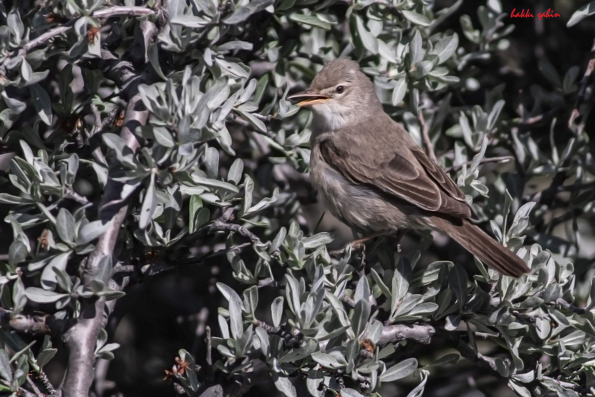 Upcher's Warbler